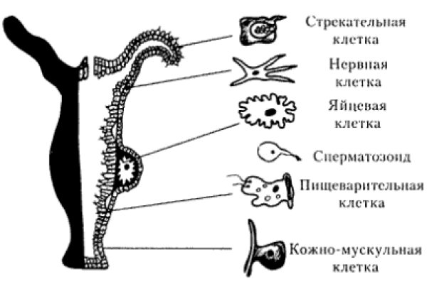 Кракен сайт 1kraken me